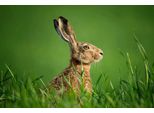Fototapete Papermoon "Hase In Wiese", Bunt, B:5M L:2,8M, Vlies, Tapeten