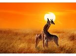 Fototapete Papermoon "Giraffes Against Sunset", Bunt, B:4M L:2,6M, Vlies, Tapeten