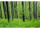 Fototapete Papermoon "Wald", Bunt, B:4,5M L:2,8M, Vlies, Tapeten