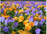 Fototapete Papermoon "Farbenfrohe Blumen", Bunt, B:5M L:2,8M, Vlies, Tapeten