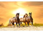 Fototapete Papermoon "Horses Run In Sunset", Bunt, B:5M L:2,8M, Vlies, Tapeten