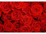 Fototapete Papermoon "Red Roses", Bunt, B:5M L:2,8M, Vlies, Tapeten