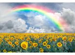 Fototapete Papermoon "Rainbow Sunflowers", Bunt, B:3,5M L:2,6M, Vlies, Tapeten