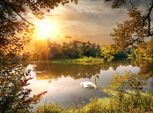 Fototapete Papermoon "Schwan Am Teich", Bunt, B:4,5M L:2,8M, Vlies, Tapeten
