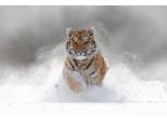 Fototapete Papermoon "Siberian Tiger", Bunt, B:5M L:2,8M, Vlies, Tapeten