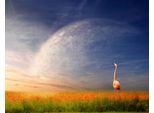 Fototapete Papermoon "Flamingo In Blumenwiese", Bunt, B:3,5M L:2,6M, Vlies, Tapeten