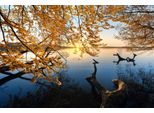 Fototapete Papermoon "Photo-Art Keller, Herbstmorgen", Bunt, B:3,5M L:2,6M, Vlies, Tapeten