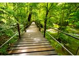 Fototapete Papermoon "Bridge Walk", Bunt, B:5M L:2,8M, Vlies, Tapeten