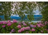 Fototapete Papermoon "Blumen Am Fluss", Bunt, B:4M L:2,6M, Vlies, Tapeten