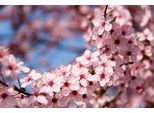 Fototapete Papermoon "Springtime Flowers", Bunt, B:4M L:2,6M, Vlies, Tapeten