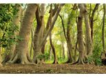 Fototapete Papermoon "Magischer WALD-BAUM Farne Dschungel Sonne Weg Pflanze", Bunt, B:5M L:2,8M, Vlies, Tapeten