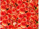 Fototapete Papermoon "Orange Roses", Bunt, B:5M L:2,8M, Vlies, Tapeten