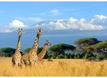Fototapete Papermoon "Giraffes At Kilimanjaro", Bunt, B:4M L:2,6M, Vlies, Tapeten