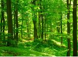 Fototapete Papermoon "Forest In Spring", Bunt, B:5M L:2,8M, Vlies, Tapeten
