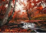Fototapete Papermoon "Foggy Forest Creek", Bunt, B:3,5M L:2,6M, Vlies, Tapeten