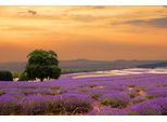 Fototapete Papermoon "Lavender Field", Bunt, B:3,5M L:2,6M, Vlies, Tapeten