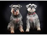 Fototapete Papermoon "Hunde", Bunt, B:4,5M L:2,8M, Vlies, Tapeten