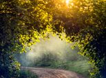 Fototapete Papermoon "Misty Forest In Spring", Bunt, B:5M L:2,8M, Vlies, Tapeten