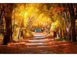 Fototapete Papermoon "Alley In The Autumn Park", Bunt, B:5M L:2,8M, Vlies, Tapeten