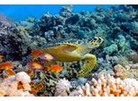 Fototapete Papermoon "Sea Turtle", Bunt, B:3,5M L:2,6M, Vlies, Tapeten