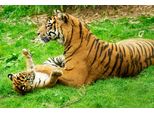 Fototapete Papermoon "Tiger With Baby", Bunt, B:5M L:2,8M, Vlies, Tapeten