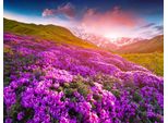 Fototapete Papermoon "Berge Blumen", Bunt, B:5M L:2,8M, Vlies, Tapeten