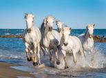 Fototapete Papermoon "Camargue Horses", Bunt, B:5M L:2,8M, Vlies, Tapeten