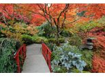 Fototapete Papermoon "Japanischer Garten Herbst", Bunt, B:5M L:2,8M, Vlies, Tapeten