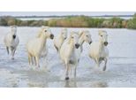 Fototapete Papermoon "Pferde Im Wasser", Bunt, B:3,5M L:2,6M, Vlies, Tapeten