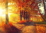 Fototapete Papermoon "Autumn Forest", Bunt, B:5M L:2,8M, Vlies, Tapeten