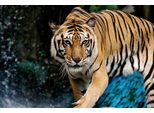 Fototapete Papermoon "Indischer KÖNIGS-TIGER", Bunt, B:5M L:2,8M, Vlies, Tapeten