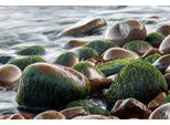 Fototapete Papermoon "Steine Im Wasser", Bunt, B:5M L:2,8M, Vlies, Tapeten