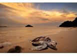 Fototapete Papermoon "SchildkröTe Am Strand", Bunt, B:4,5M L:2,8M, Vlies, Tapeten