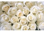 Fototapete Papermoon "White Roses", Bunt, B:5M L:2,8M, Vlies, Tapeten