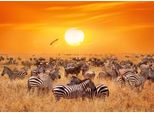 Fototapete Papermoon "African Antelopes And Zebras", Bunt, B:3,5M L:2,6M, Vlies, Tapeten