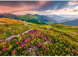 Fototapete Papermoon "BLUMEN-NATUR Landschaft Berge Gebirge Alpen Lavendel", Bunt, B:5M L:2,8M, Vlies, Tapeten