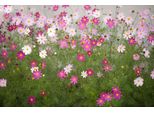 Fototapete papermoon "Cosmos Flowers", Bunt, B:3,5M L:2,6M, Vlies, Tapeten