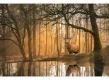 Fototapete Papermoon "Hirsch Im Wald", Bunt, B:5M L:2,8M, Vlies, Tapeten