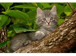 Fototapete Papermoon "Katze Im Baum", Bunt, B:5M L:2,8M, Vlies, Tapeten