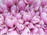 Fototapete Papermoon "Pink Magnolia", Bunt, B:3,5M L:2,6M, Vlies, Tapeten