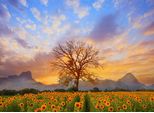 Fototapete Papermoon "Sunflower Field", Bunt, B:3,5M L:2,6M, Vlies, Tapeten