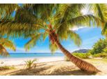 Fototapete Papermoon "Palme Am Strand", Bunt, B:4,5M L:2,8M, Vlies, Tapeten