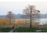 Fototapete Papermoon "ANHINGA-WASSER Vogel", Bunt, B:4M L:2,6M, Vlies, Tapeten