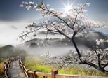 Fototapete papermoon "ORCHIDEEN-TAPETE Natur Landschaft Gebirge Berge Blumen", Bunt, B:4,5M L:2,8M, Vlies, Tapeten