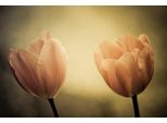 Fototapete Papermoon "Blumen", Bunt, B:5M L:2,8M, Vlies, Tapeten
