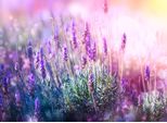 Fototapete Papermoon "Lavender Field", Bunt, B:5M L:2,8M, Vlies, Tapeten
