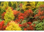Fototapete Papermoon "Herbst Wald", Bunt, B:3,5M L:2,6M, Vlies, Tapeten