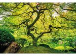 Fototapete Papermoon "Japanese Maple Tree", Bunt, B:4M L:2,6M, Vlies, Tapeten