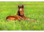 Fototapete Papermoon "Pferd In Wiese", Bunt, B:5M L:2,8M, Vlies, Tapeten