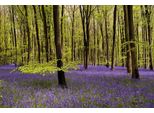 Fototapete Papermoon "Wald Mit Blumenwiese", Bunt, B:4,5M L:2,8M, Vlies, Tapeten